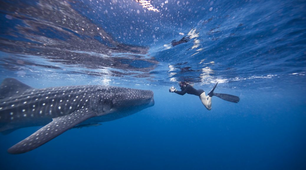 Diver swimming with Whale shark, underwater view, Cancun, Mexico