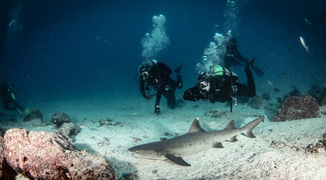 Diving safari in the depths of the ocean with a shark